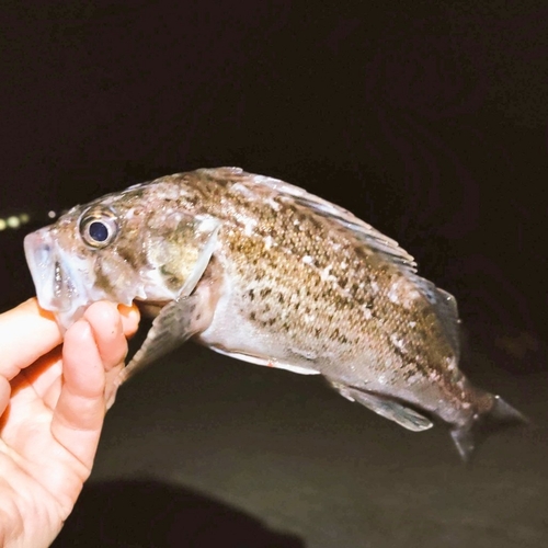 クロソイの釣果