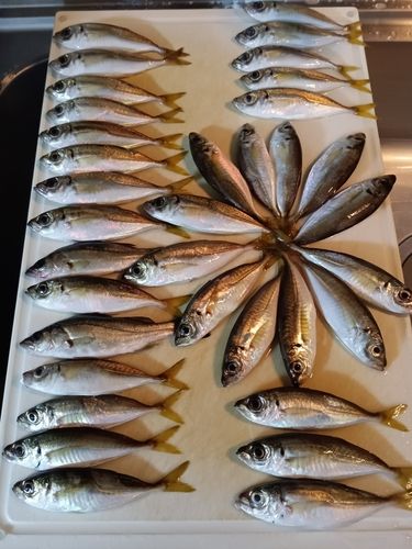 アジの釣果
