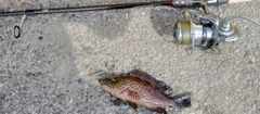 オオモンハタの釣果
