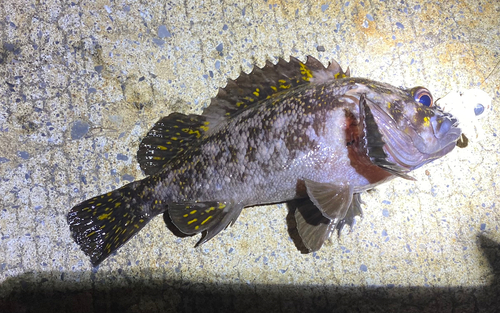 オウゴンムラソイの釣果