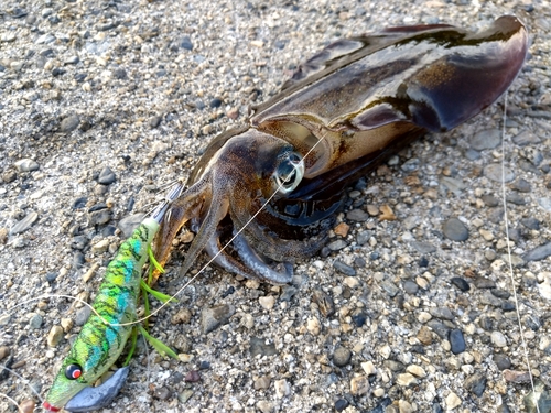 アオリイカの釣果