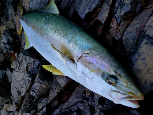 ヒラマサの釣果