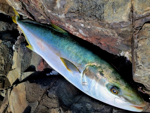 ヒラマサの釣果