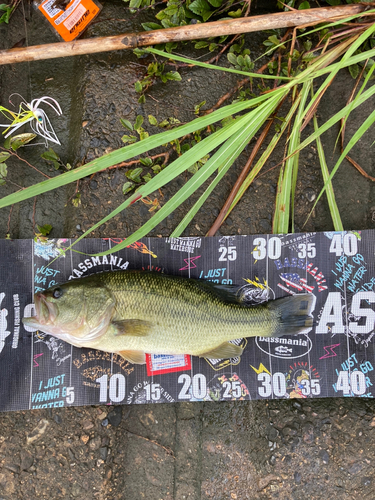 ラージマウスバスの釣果