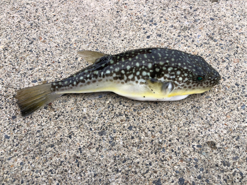 フグの釣果