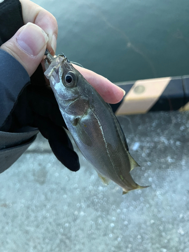 セイゴ（マルスズキ）の釣果