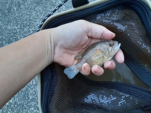 釣果