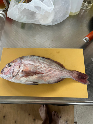 マダイの釣果