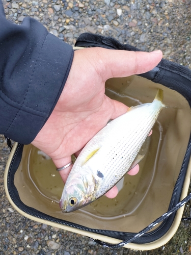 コノシロの釣果