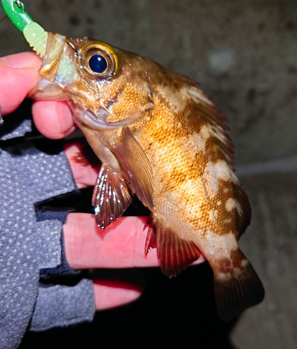 メバルの釣果