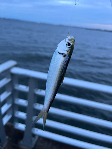 サッパの釣果