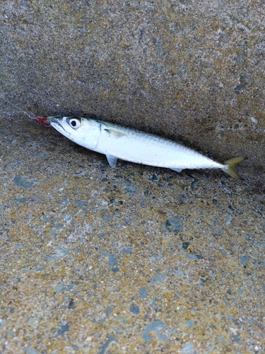 サバの釣果