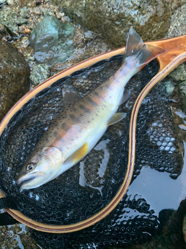 ヤマメの釣果