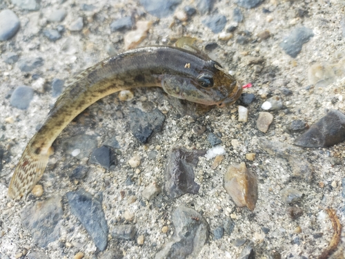 ハゼの釣果