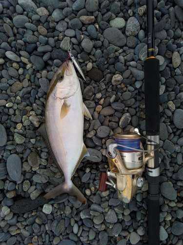 ショゴの釣果