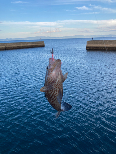 オオモンハタの釣果