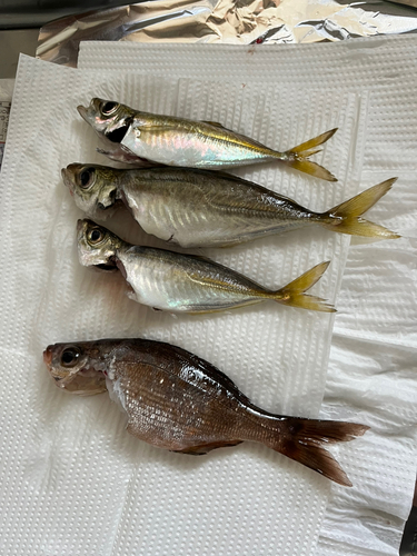 アジの釣果