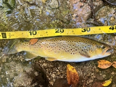 ブラウントラウトの釣果