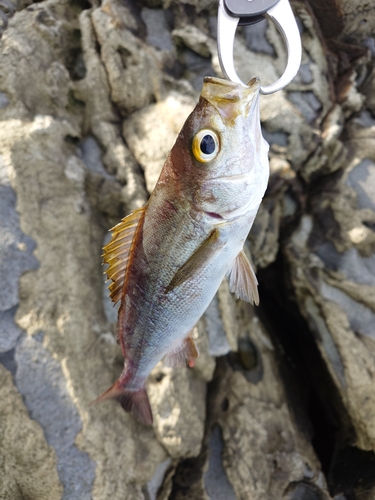 イサキの釣果