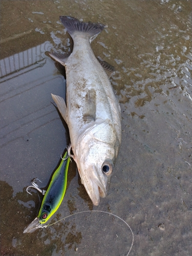 シーバスの釣果