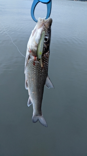 ニゴイの釣果