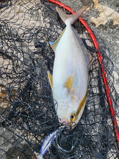 ショゴの釣果