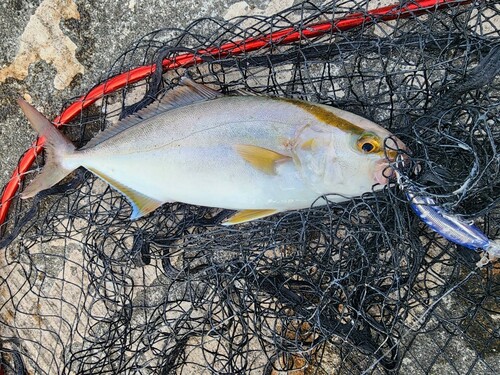 ショゴの釣果