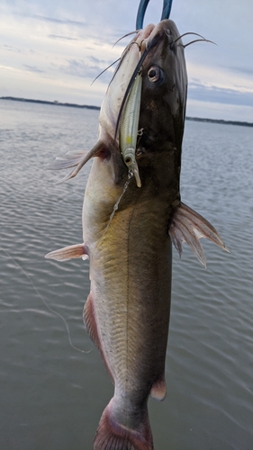 アメリカナマズの釣果