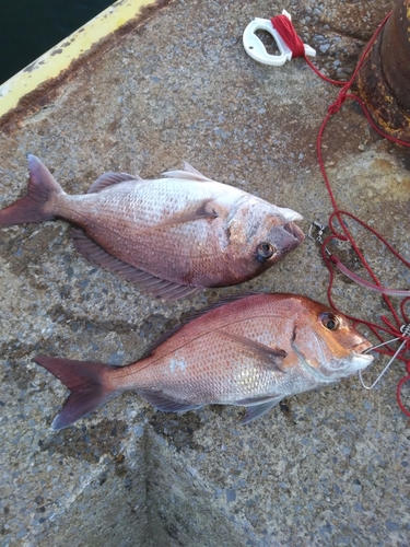 マダイの釣果