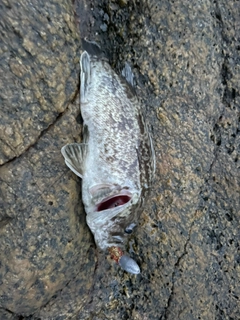 タケノコメバルの釣果