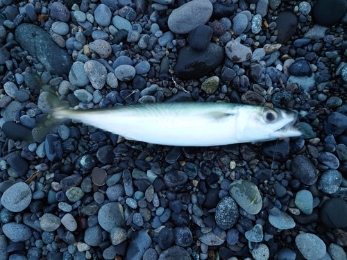 ゴマサバの釣果