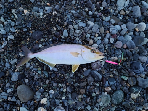 ショゴの釣果