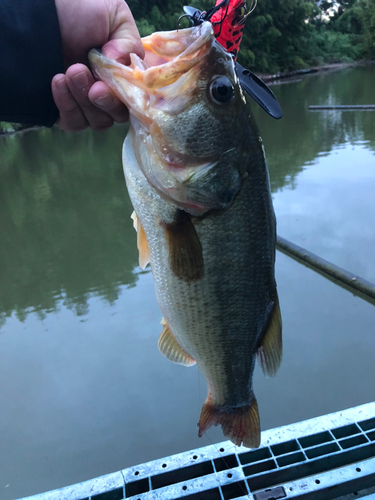 ラージマウスバスの釣果