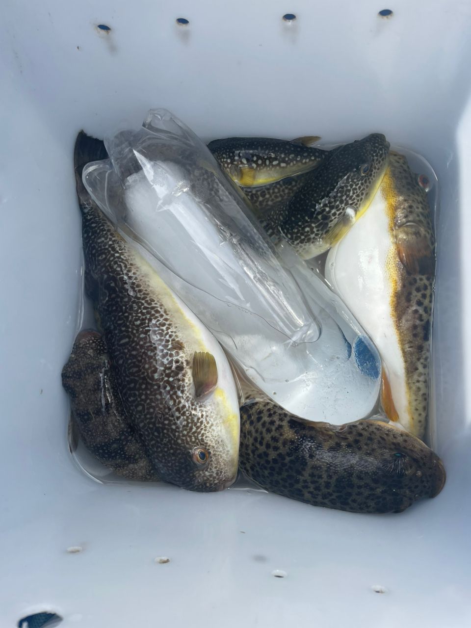 ショウサイフグ