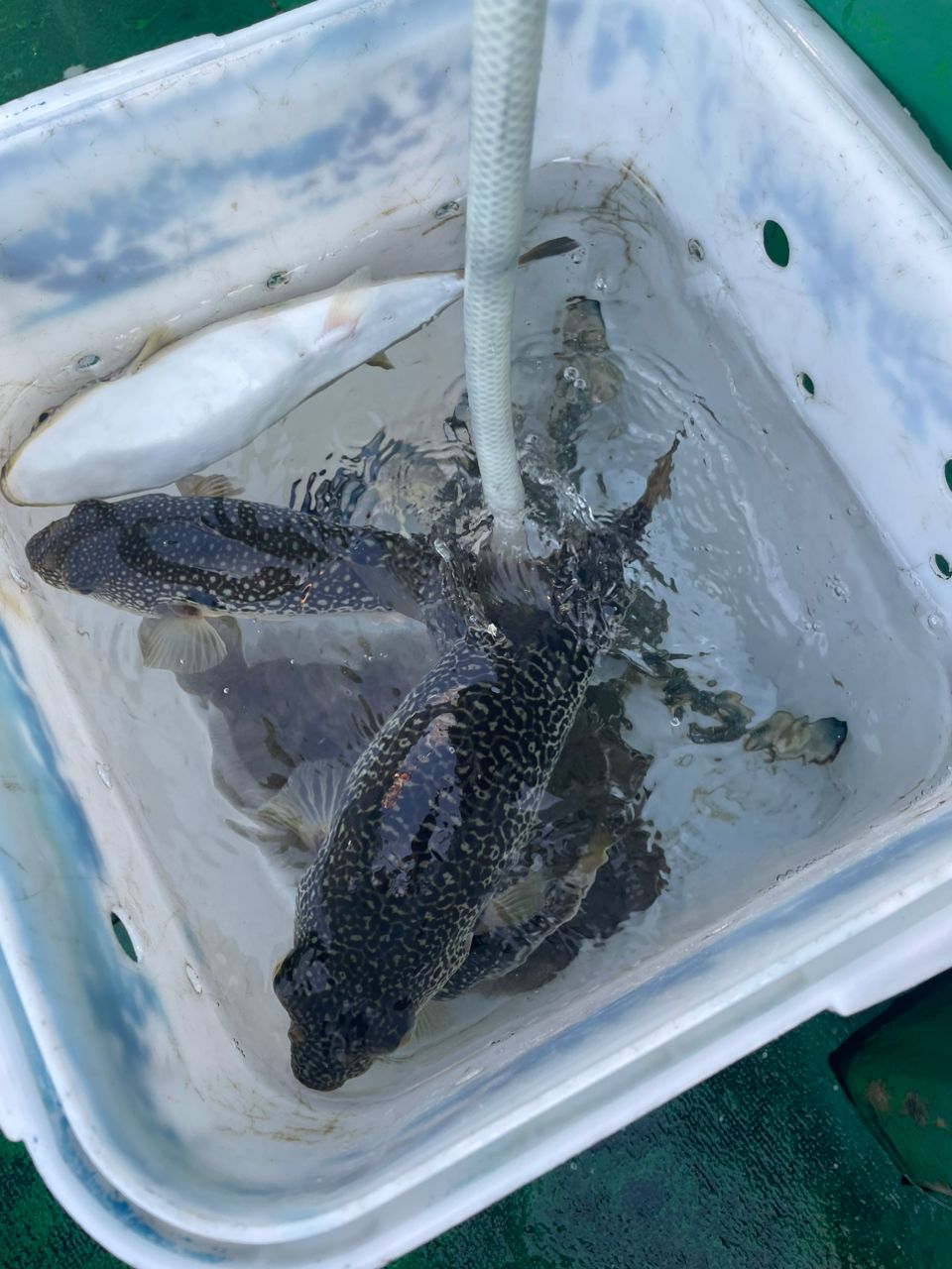 kouhe0110さんの釣果 2枚目の画像