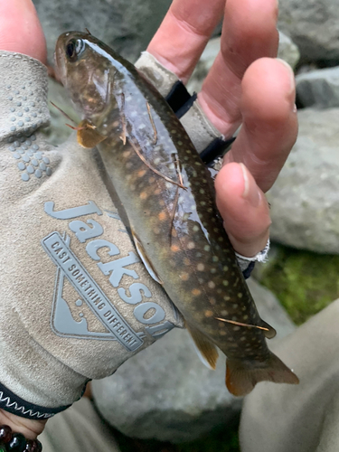 イワナの釣果