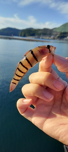 リュウグウハゼの釣果