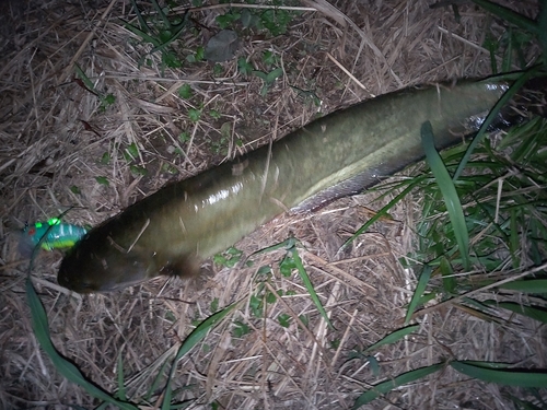 ナマズの釣果