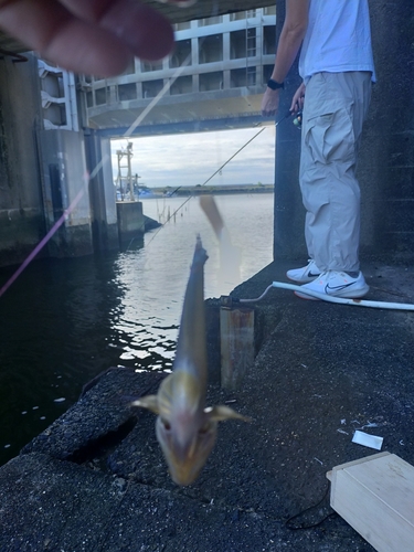 ハゼの釣果