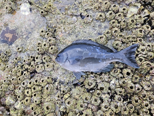 オナガグレの釣果