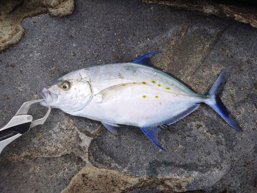 ナンヨウカイワリの釣果