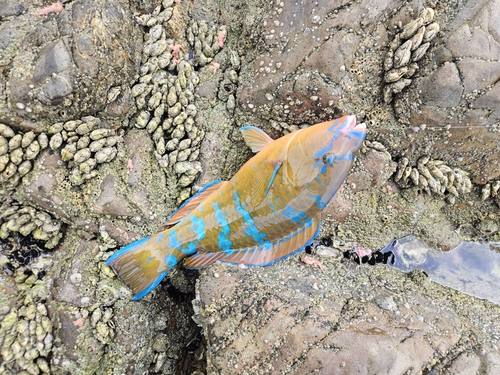 ヒブダイの釣果