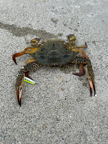 タイワンガザミの釣果