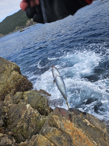 タカベの釣果