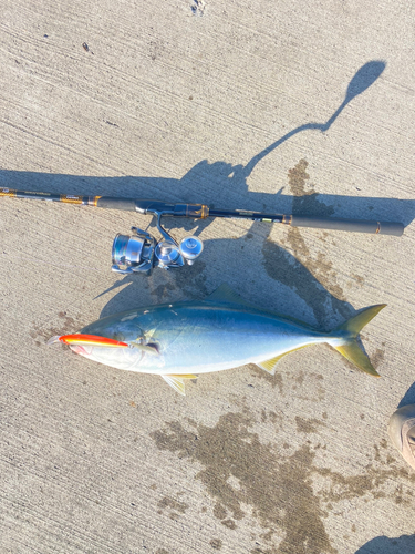 イナダの釣果