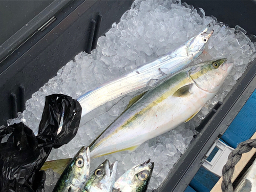 イナダの釣果