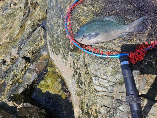 クチブトグレの釣果