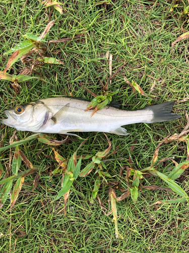 セイゴ（マルスズキ）の釣果