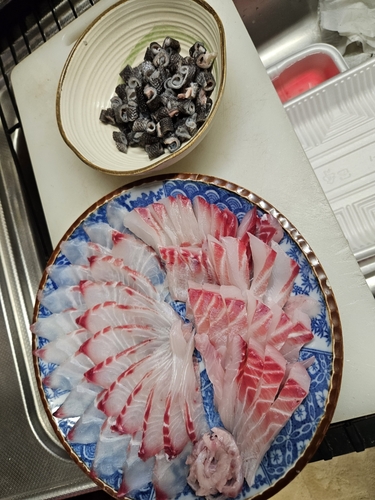 イシダイの釣果