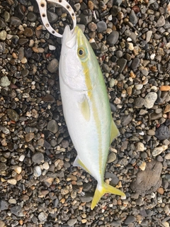 ワカシの釣果